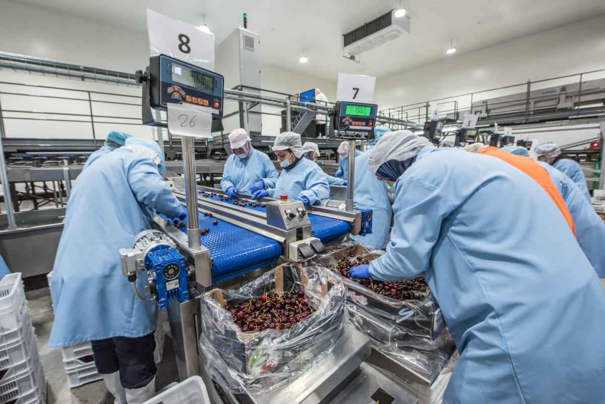 YAKA cherry sorting and weighing line