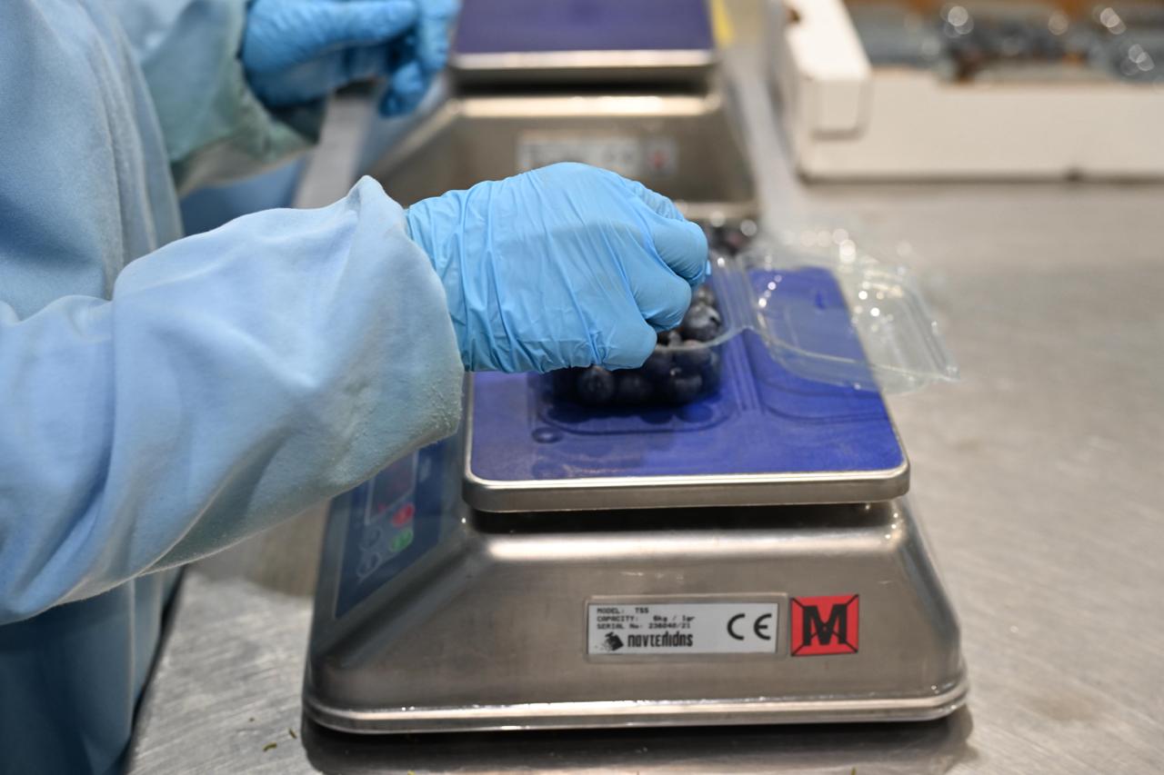 YAKA blueberry weighing and packaging control