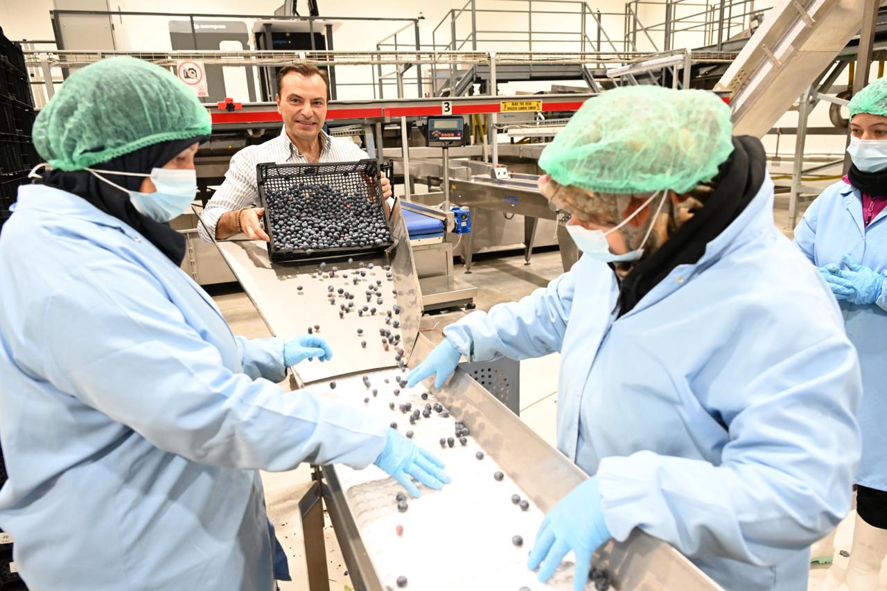 YAKA blueberry quality control process