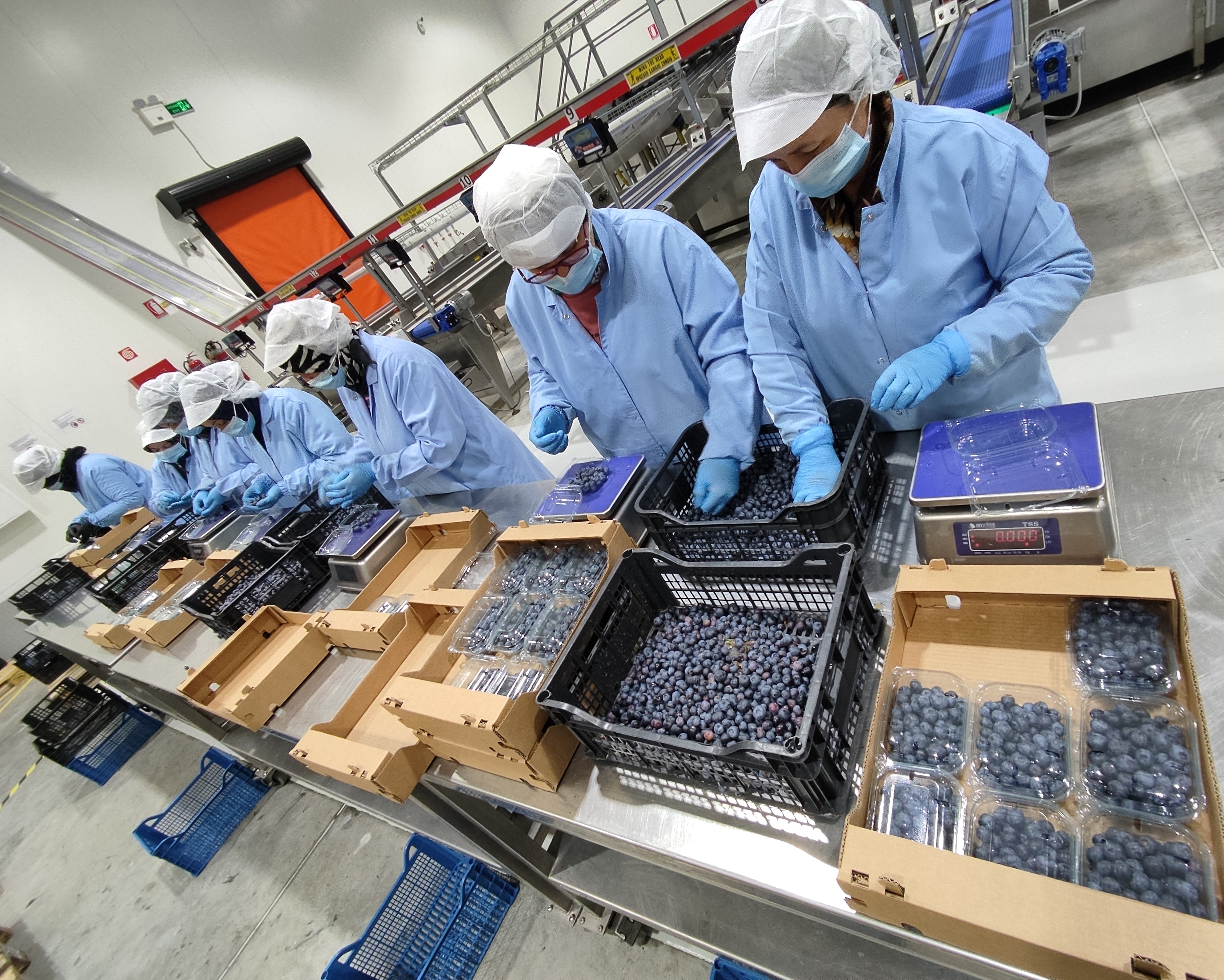 YAKA blueberry packing process