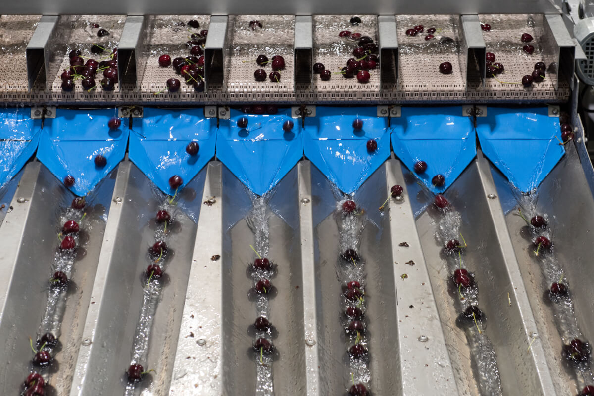 Cherry hydrocooling and sorting process